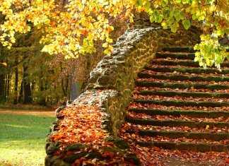 Drzewka Bonsai: Sztuka Miniaturyzacji Natury tropiart - tropi (3).jpg